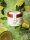 EisBerger Eisdose 150ml Limette Minze